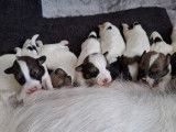 Chiots Jack Russell Terrier à poil dur à vendre