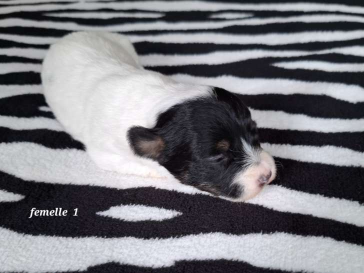 Chiots Jack Russell Terrier à poil dur à vendre