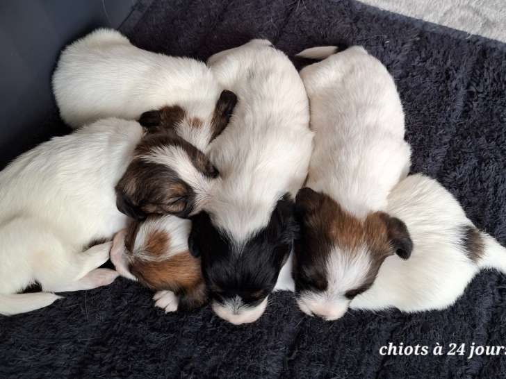 Chiots Jack Russell Terrier à poil dur à vendre