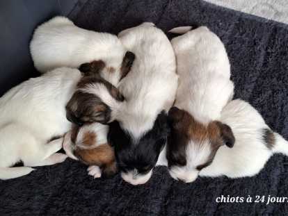 Chiots Jack Russell Terrier à poil dur à vendre