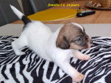 Chiots Jack Russell Terrier à poil dur à vendre