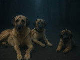 Chiots de race Kangal à vendre ( 0 femelles)