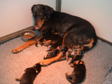Magnifiques chiots Beaucerons (arlequin ou noir et feu) à vendre
