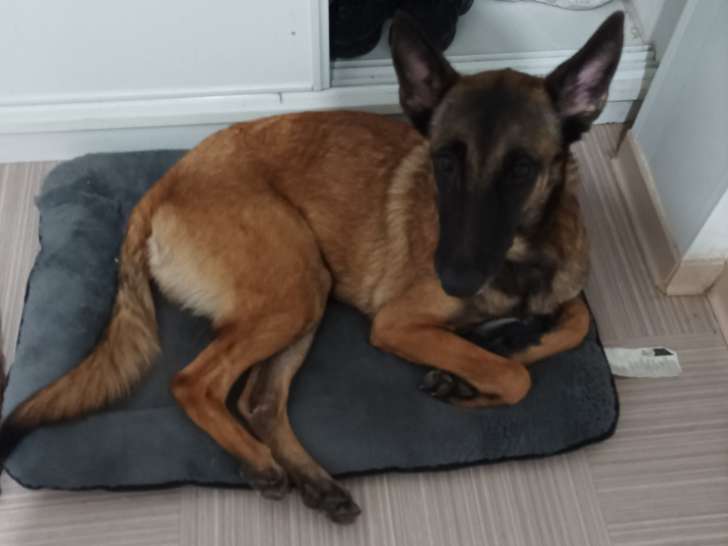 Chiot de type Berger Belge Malinois à donner