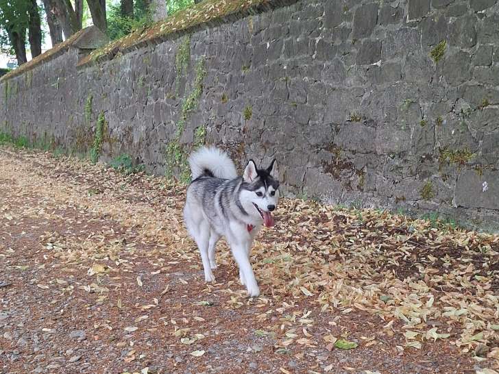 Femelle Pomsky F2 disponible pour saillie