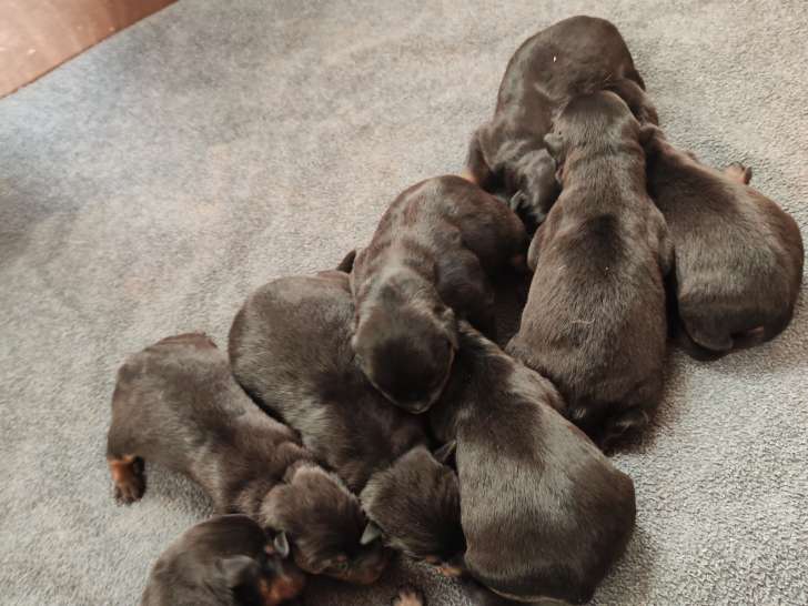 bébés