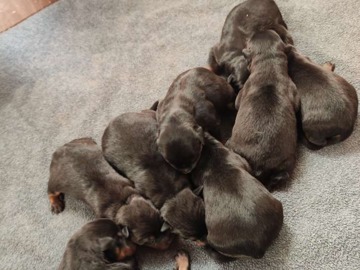 Chiots de race Beauceron à vendre