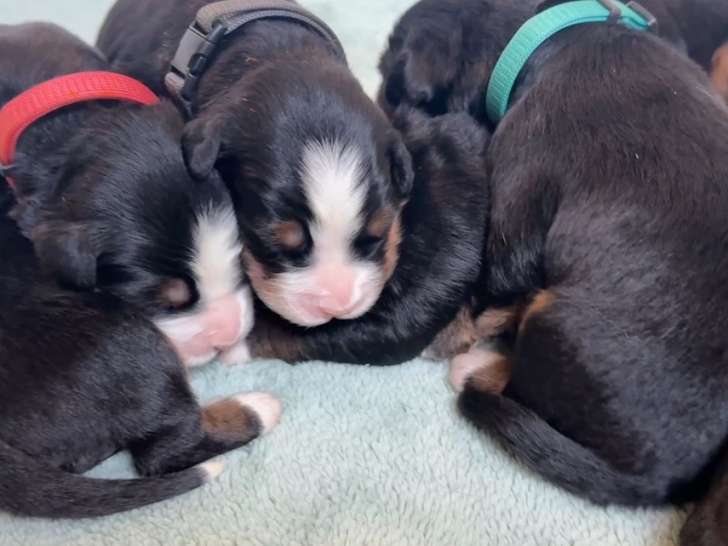 Chiots Bouvier Bernois à vendre