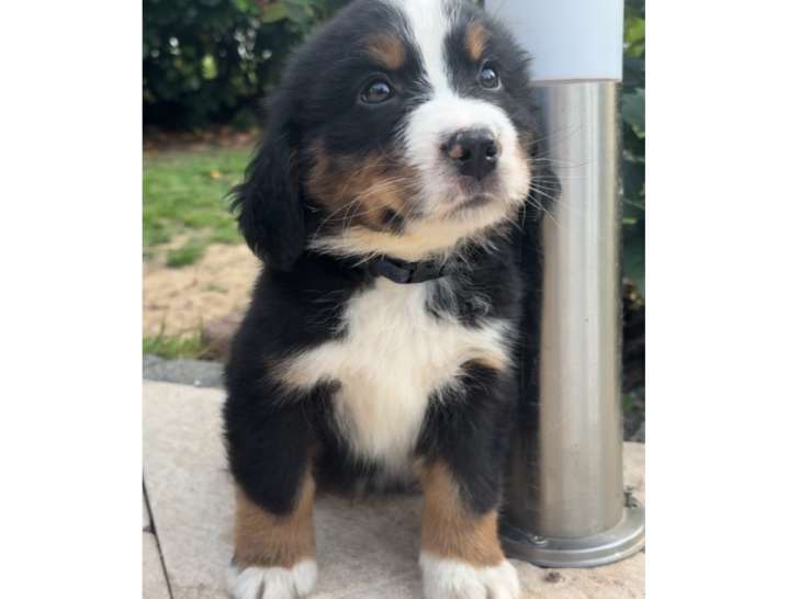 Chiots Bouvier Bernois à vendre