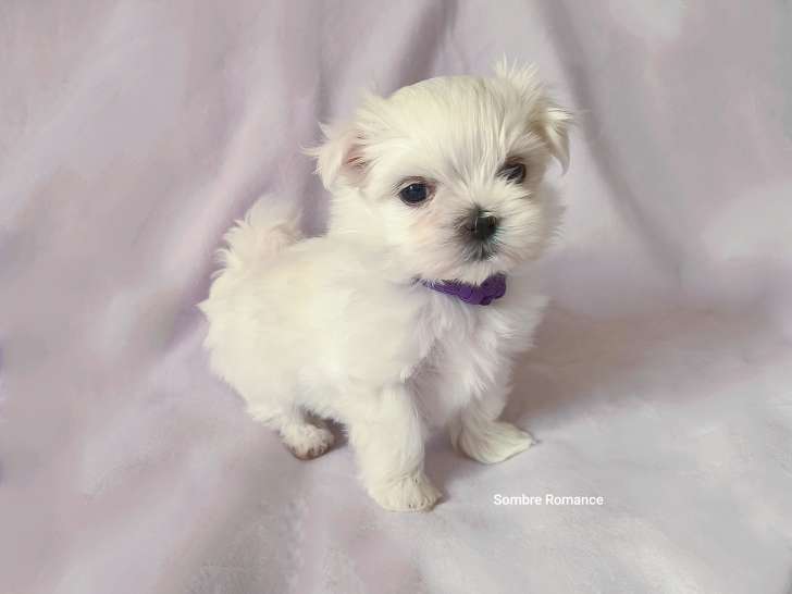 Chiots femelles Bichon Maltais LOF à vendre