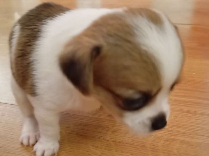 Chiots Chihuahua croisés Papillon à vendre