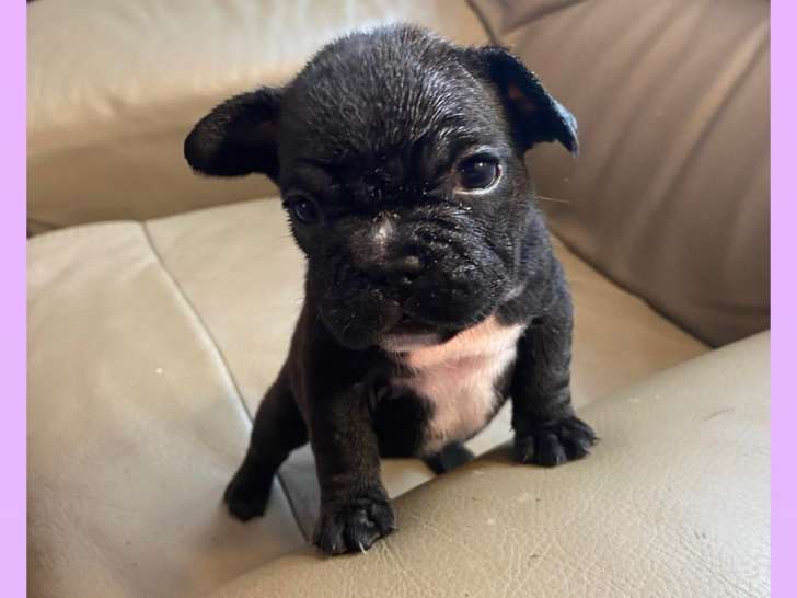 Chiots de race Bouledogue Français à vendre (1 femelle & 1 mâle)
