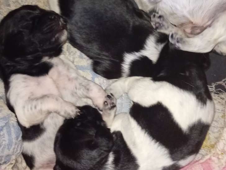Chiots 1