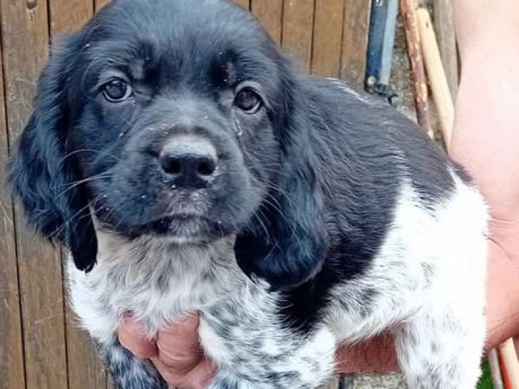Chiot mâle