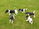 Chiots Fox Terrier à Poil Lisse à vendre