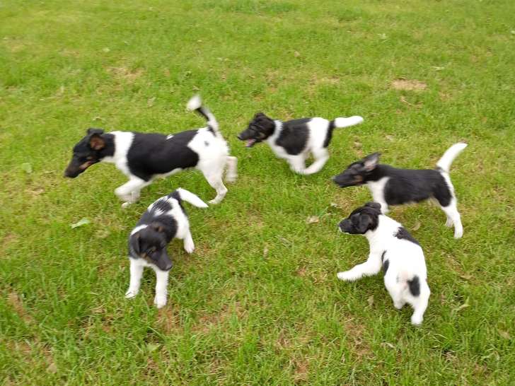 Chiots Fox Terrier à Poil Lisse à vendre