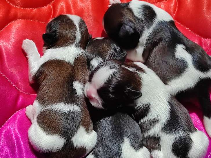 Adorables chiots Shih Tzu à vendre