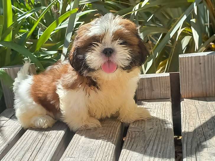 Adorables chiots Shih Tzu à vendre