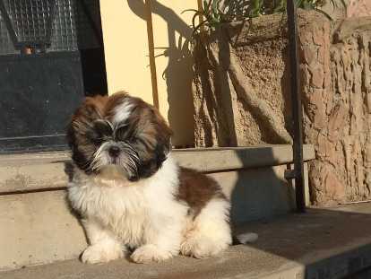 Adorables chiots Shih Tzu à vendre Perpignan et Limoges