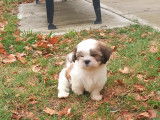 Adorables chiots Shih Tzu à vendre Perpignan et Limoges
