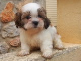 Adorables chiots Shih Tzu à vendre Perpignan et Limoges