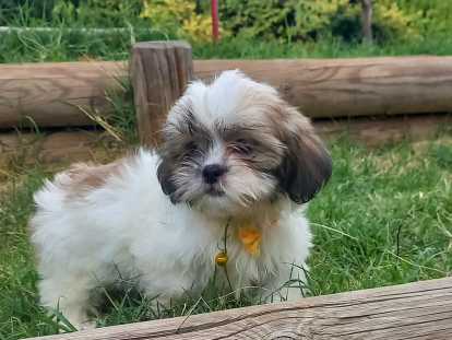 Adorables chiots Shih Tzu à vendre Perpignan et Limoges