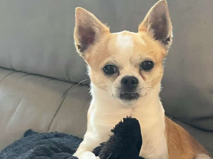 Mâle Chihuahua fauve et blanc disponible pour saillie