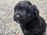 Chiots Bouviers des Flandres à vendre