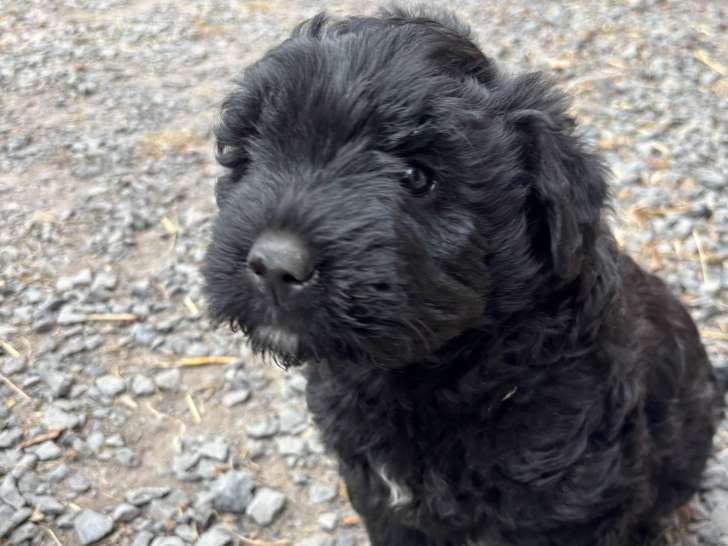Chiots Bouviers des Flandres à vendre
