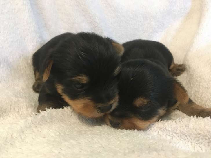 2 chiots mâles Yorkshire Terrier LOF à vendre
