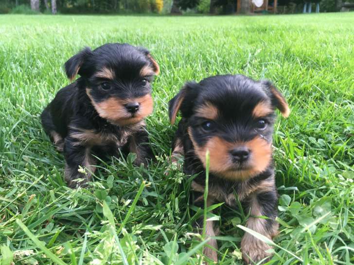 2 chiots mâles Yorkshire Terrier LOF à vendre