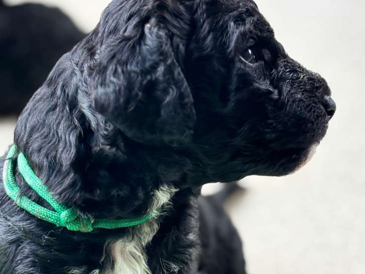 Chiots de race Barbet à vendre (4 femelles & 4 mâles)