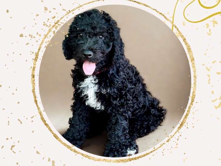 Chiots de race Barbet à vendre (4 femelles & 4 mâles)
