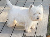 Mâle Westie LOF avec très bon pedigree disponible pour saillie
