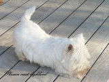 Mâle Westie LOF avec très bon pedigree disponible pour saillie
