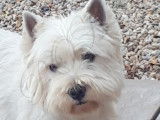 Mâle Westie LOF avec très bon pedigree disponible pour saillie