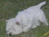 Mâle Westie LOF avec très bon pedigree disponible pour saillie