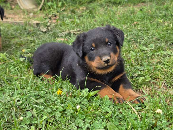 Chiots Beaucerons LOF à vendre