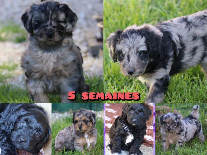 Chiots Aussiedoodle à vendre