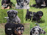Chiots Aussiedoodle à vendre
