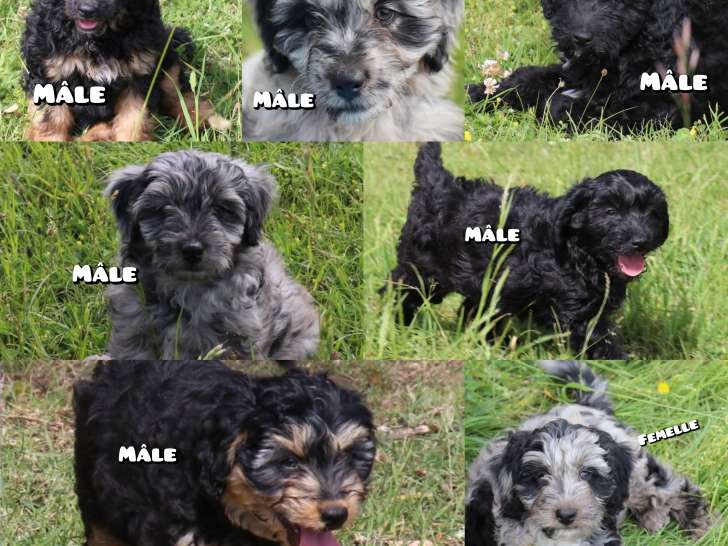 Chiots Aussiedoodle à vendre