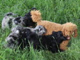 Chiots Aussiedoodle à vendre