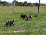 Chiots Aussiedoodle à vendre