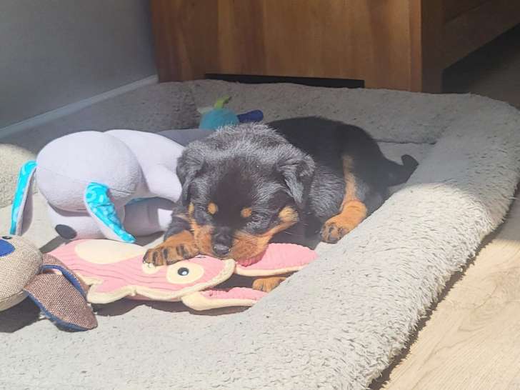 Chiot Rottweiler à vendre
