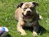 Mâle American Bully disponible pour saillie