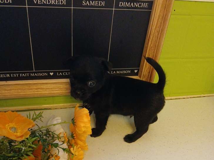 Chiot de type Chihuahua à vendre