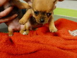 Chiot de type Chihuahua à vendre