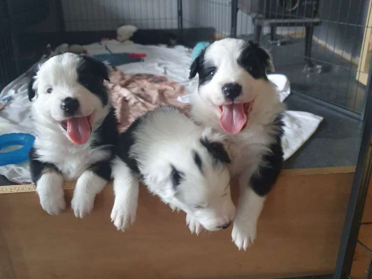 Chiots de race Border Collie à vendre (1 femelle & 3 mâles)