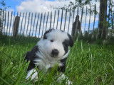 Chiots de race Border Collie à vendre (1 femelle & 3 mâles)