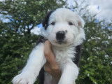 Chiots de race Border Collie à vendre (1 femelle & 3 mâles)